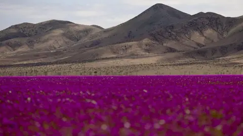Blooming Miracles: Atacama Desert Comes Alive with Rare Wildflowers