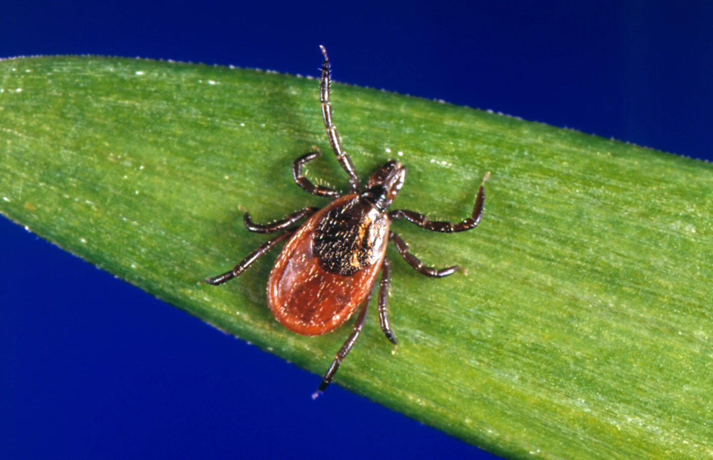 Indigenous Approach to Ticks: A Call for Natural Remedies and Awareness