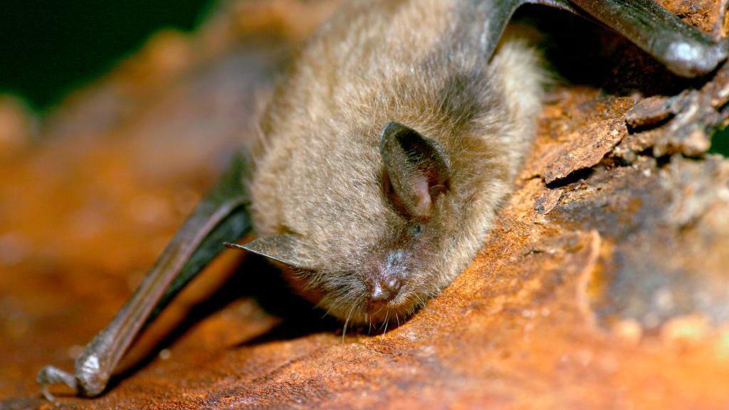 When Bats Bite: Indigenous Wisdom on Rabies, Land Stewardship, and Community Health in Ontario