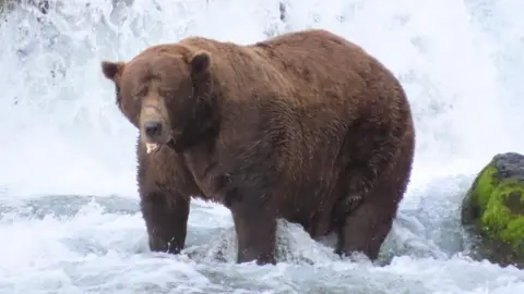 Resilience in Nature: Chunk the Brown Bear Triumphs in Fat Bear Week 2025