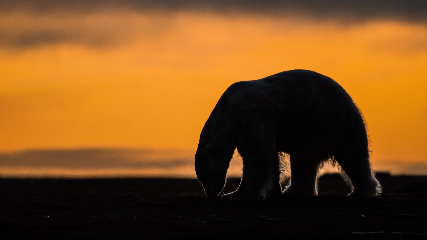 Reviving Polar Bear Tourism: Kaktovik Seeks Balance Between Economic Opportunity and Environmental Protection
