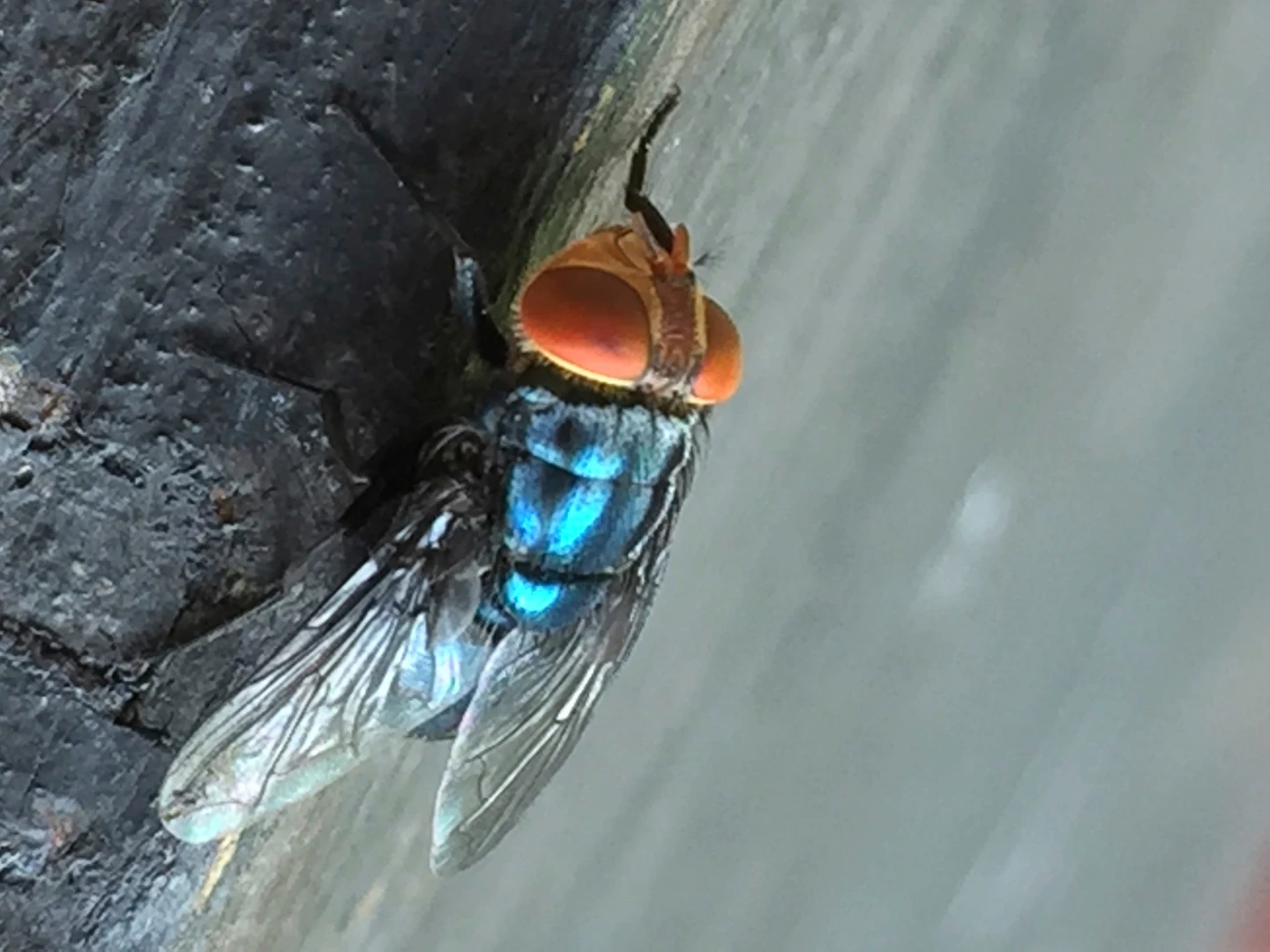 Screwworm Fly Threatens U.S. Cattle Industry After 50 Years