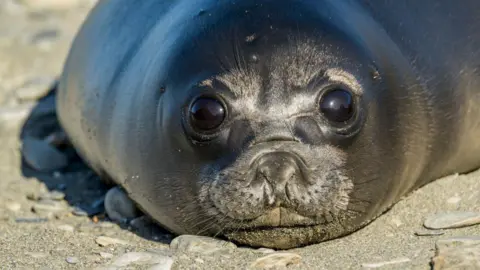 Bird Flu Ravages Southern Elephant Seal Pups on Remote Australian Islands—A Call for Indigenous Stewardship