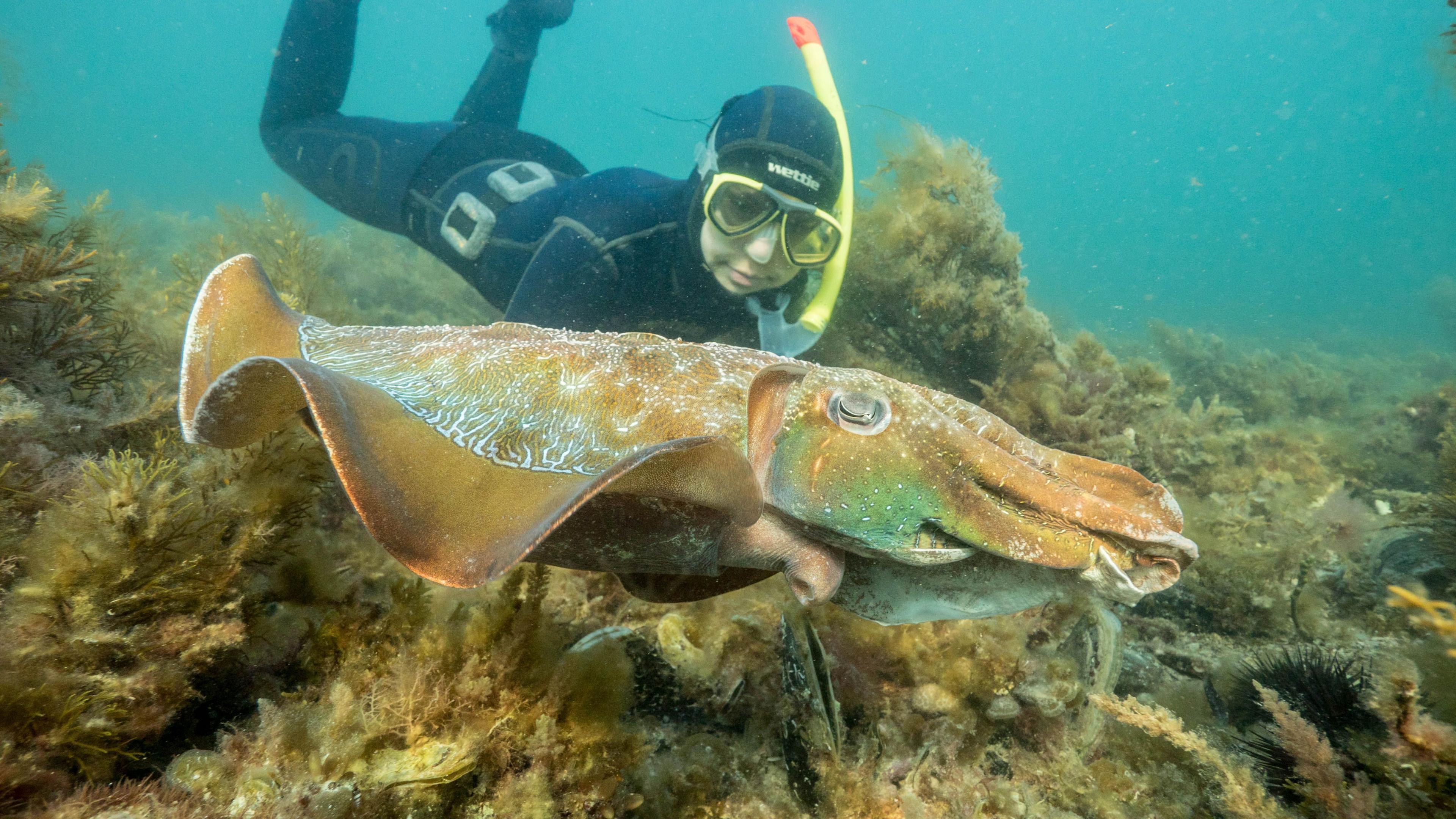 Cuttlefish Crisis: Australia’s Coastal Population Declines, Endangering Aboriginal Heritage