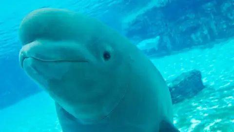 Threat of Euthanasia for Beluga Whales at Marineland Raises Concerns