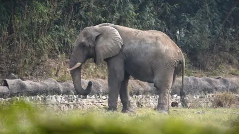 The Tragic Legacy of Shankar: Delhi's Lone African Elephant