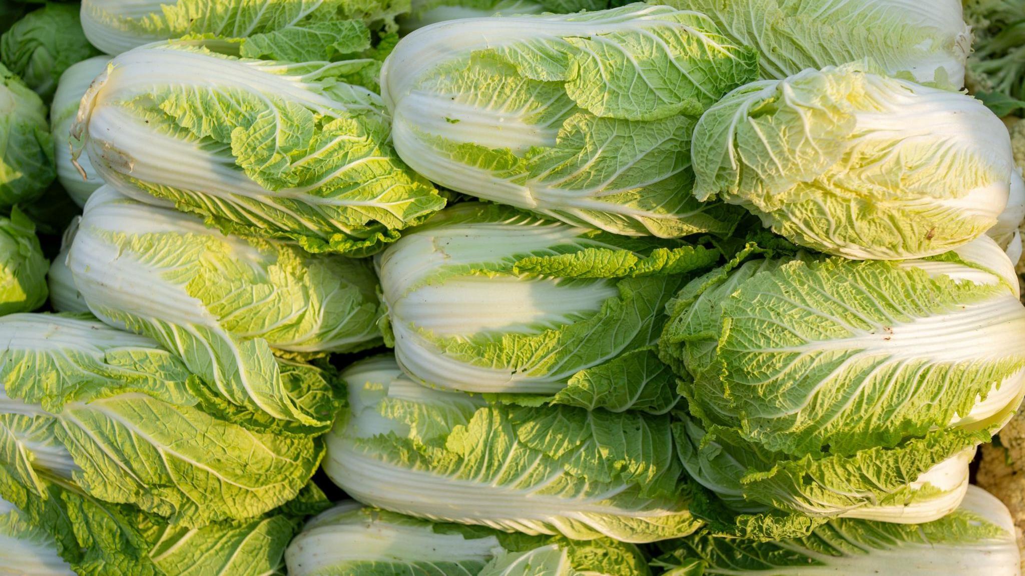 Cabbage Crisis: Formaldehyde Threatens Food Safety and Indigenous Heritage