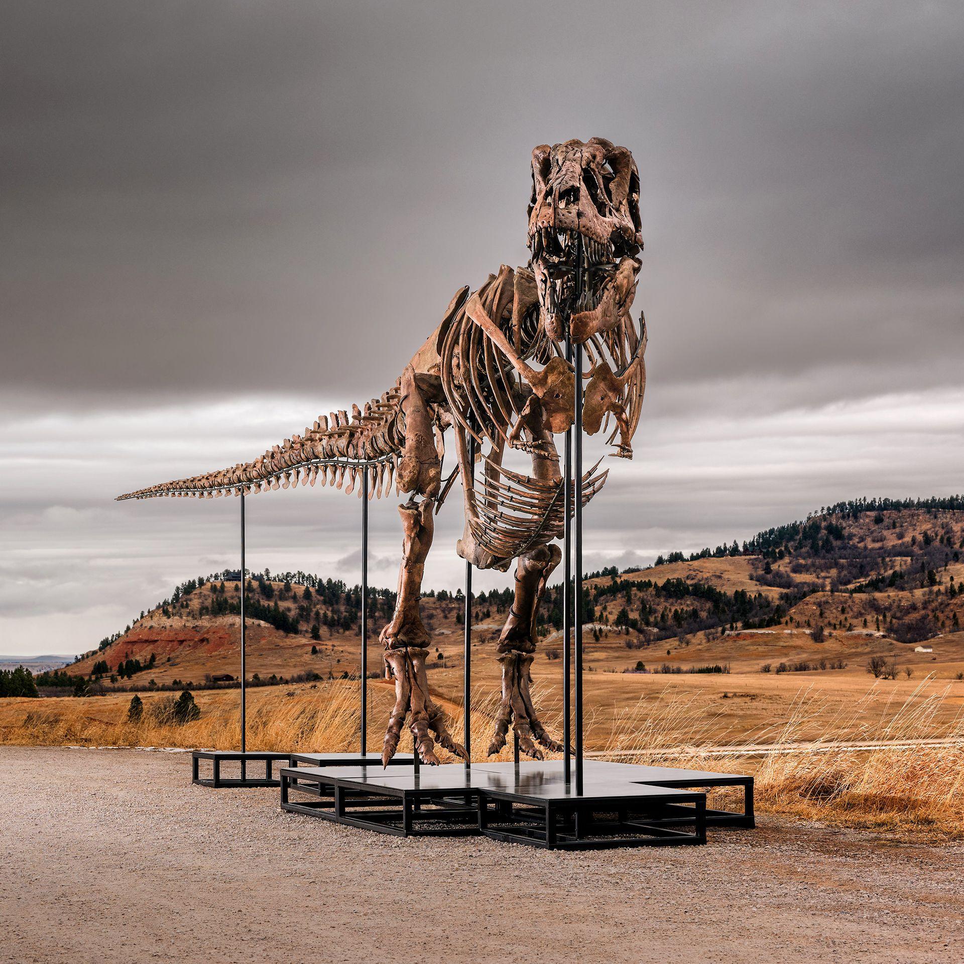 T. Rex Fossil Auction Sparks Debate: Science, Indigenous Lands and the High‑Stakes Price