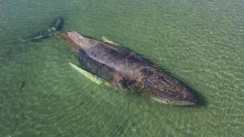 Tragic End for Rescued Humpback Whale Found Near Danish Island