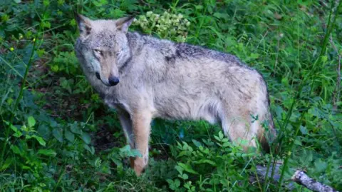 Eighteen Wolves Suspected Poisoning Sparks Alarm in Italian National Park