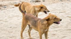 Ethiopia’s Hossana Faces Mass Dog Culls After Rabies Outbreak – A Crisis of Community, Culture and Animal Rights