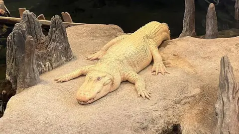 San Francisco Bids Farewell to Beloved Albino Alligator, Claude