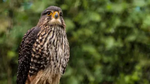 Kārearea: The New Zealand Falcon Named Bird of the Year
