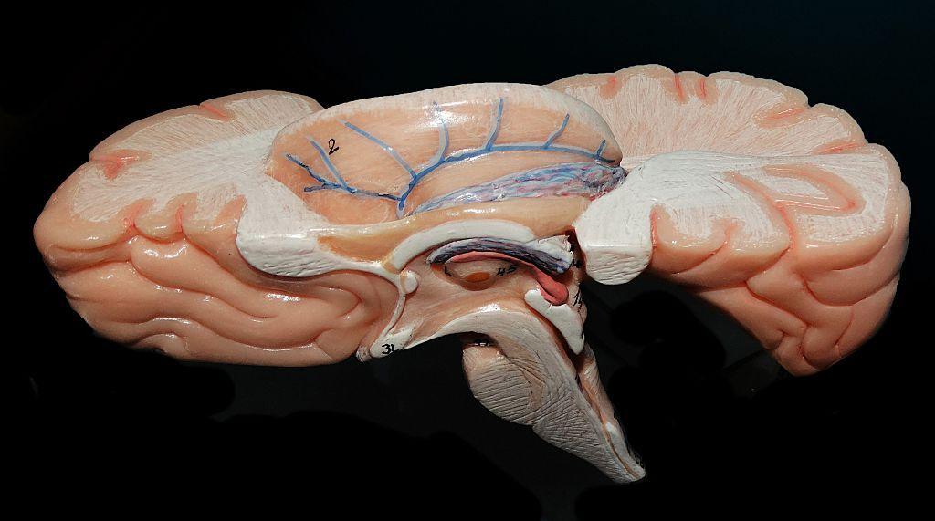 Mapping the Brainstem: An Atlas Linking Science and Indigenous Insight