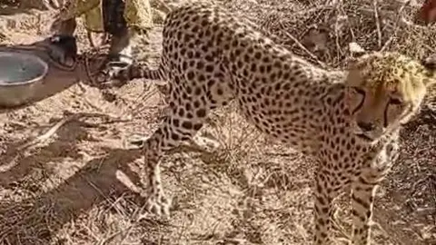 A Unique Bond: Kenyan Family Adopts Orphaned Cheetah Cub