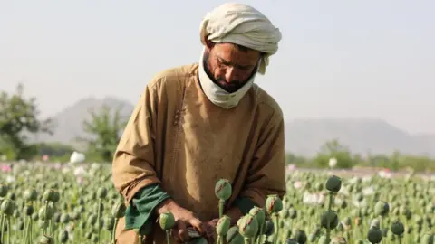 Impact of the Taliban’s Opium Ban on Afghan Farmers