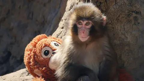 Incident Involving Viral Monkey Punch Highlights Need for Zoo Safety