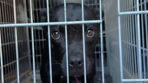 Unveiling Europe's Illicit Dog Fighting Network: An Undercover Investigation