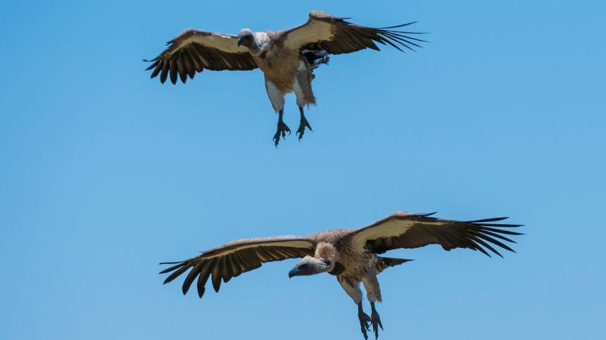 The Vulture King: Preserving Nigeria’s Sacred Sky
