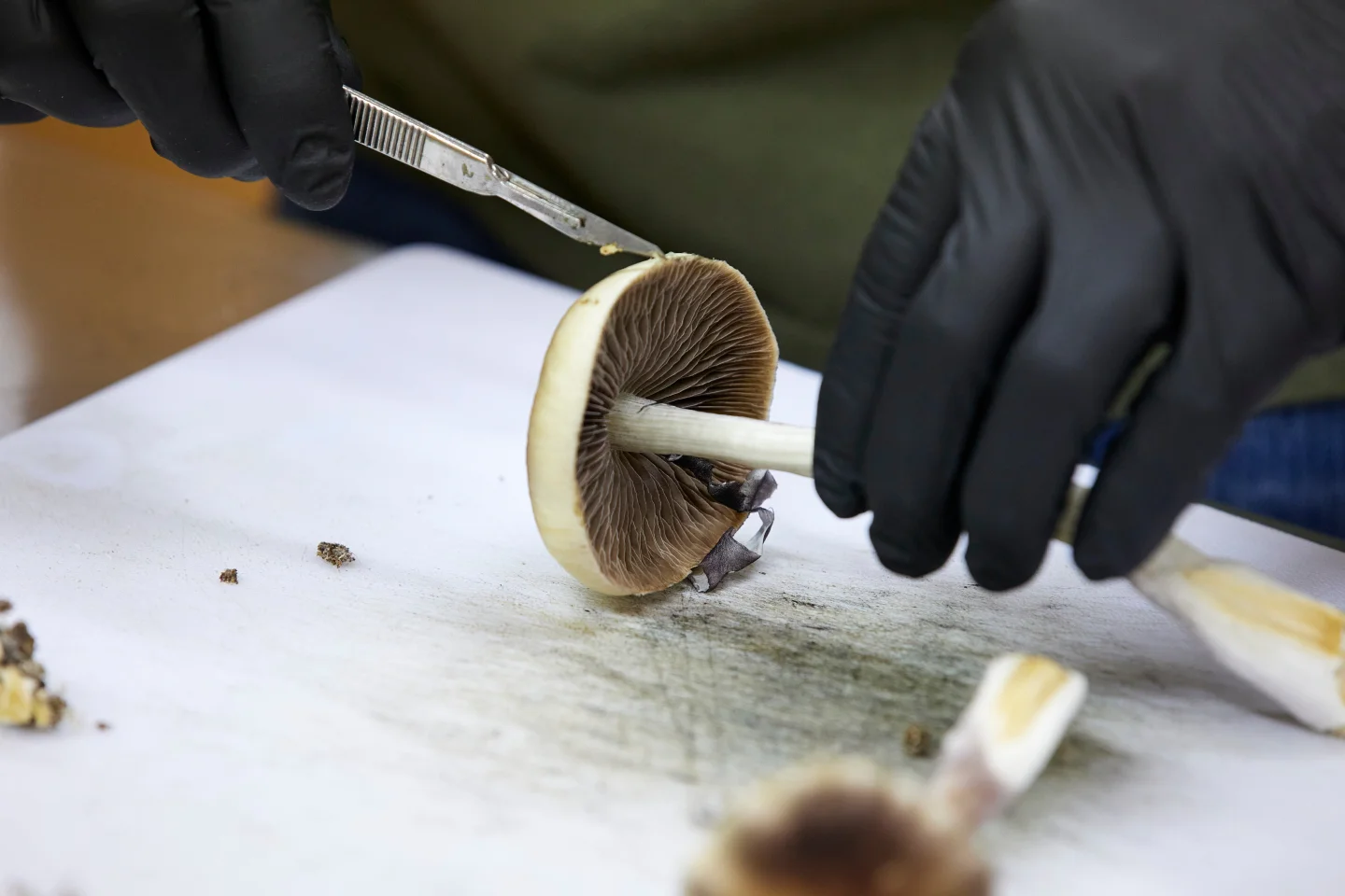 Psychedelics Move to the Forefront of Mental Health Treatment