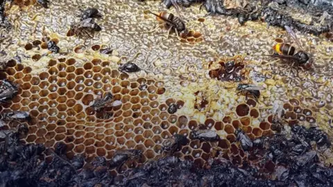 Dutch Beekeeper Devastated as Arson Claims Half a Million Bees