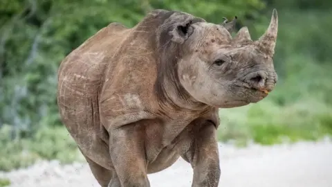 Emergency Response to Devastating Wildfire in Namibia's Etosha National Park