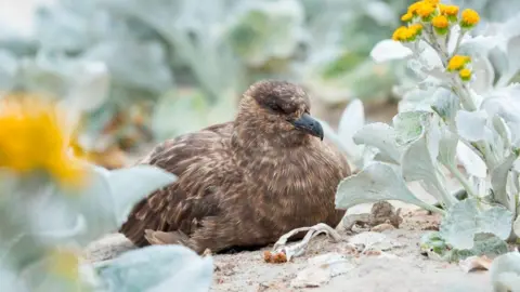 First H5N1 Bird Flu in Australia Threatens Indigenous Territory and Marine Life