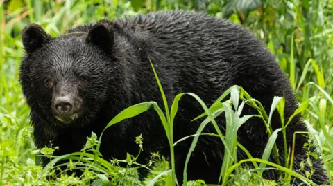 Increasing Bear Attacks in Japan Raise Alarms as Fatalities Surge