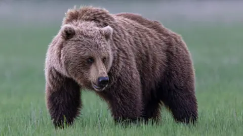 Indigenous Community on Alert After Grizzly Bear Attack on School Group in British Columbia