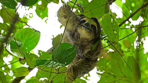 Tragic Deaths of Sloths Raise Concerns Over Animal Welfare at New Attraction