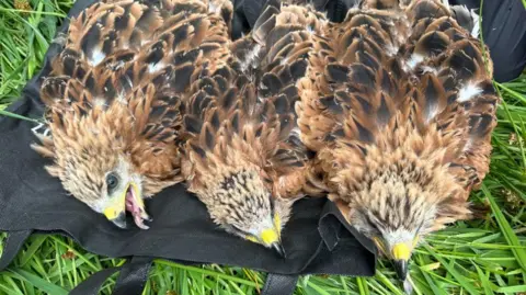 Reviving Red Kites: A Transcontinental Conservation Journey