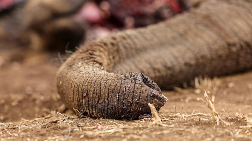 Indigenous Communities Fight Back: Four Arrested in Kenya Over Mass Elephant Poisoning