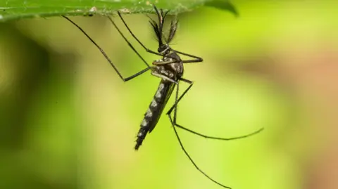 Record Heat Brings Mosquitoes to Iceland: A Warming World Issue