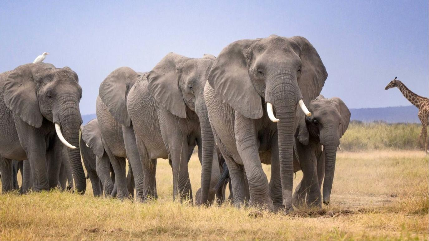 Mysterious Elephant Deaths Near Amboseli Spark Urgent Inquiry