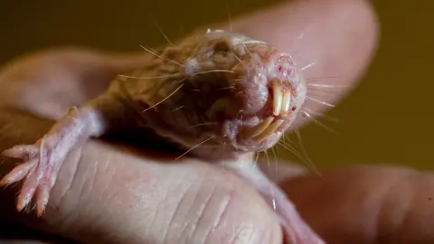 Unlocking Nature's Secrets: Naked Mole Rats and the Pursuit of Longevity