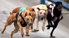 Greyhounds on the Move: Indigenous Voices Tell the Story of New Zealand’s Racing Ban