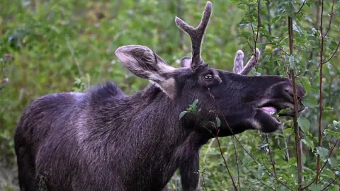 Emil the Elk's Journey Ends in Central Europe: Tranquilized and Relocated