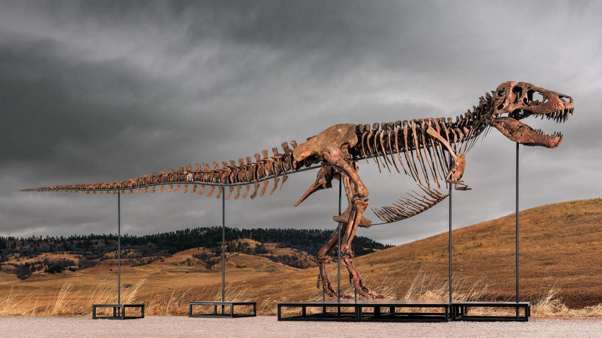 Gus the 12‑Foot Tyrannosaurus Rex Sets a Record $50 Million Auction Sale
