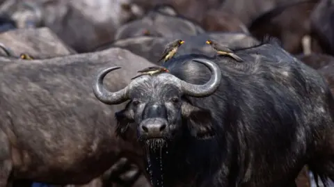 Tragic Incident: Buffaloes Drown in Namibia While Escaping Predators