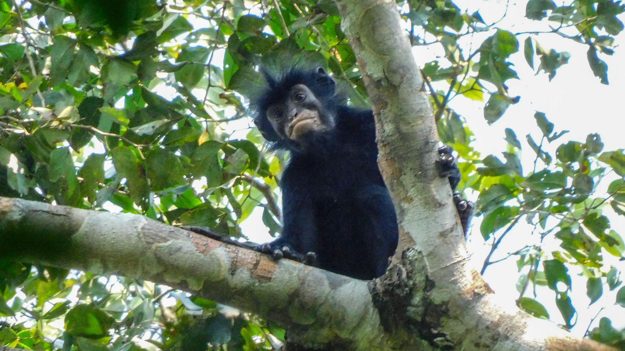 New Monkey Species Revealed in Congo Forests: A Hidden Gem for Indigenous Communities