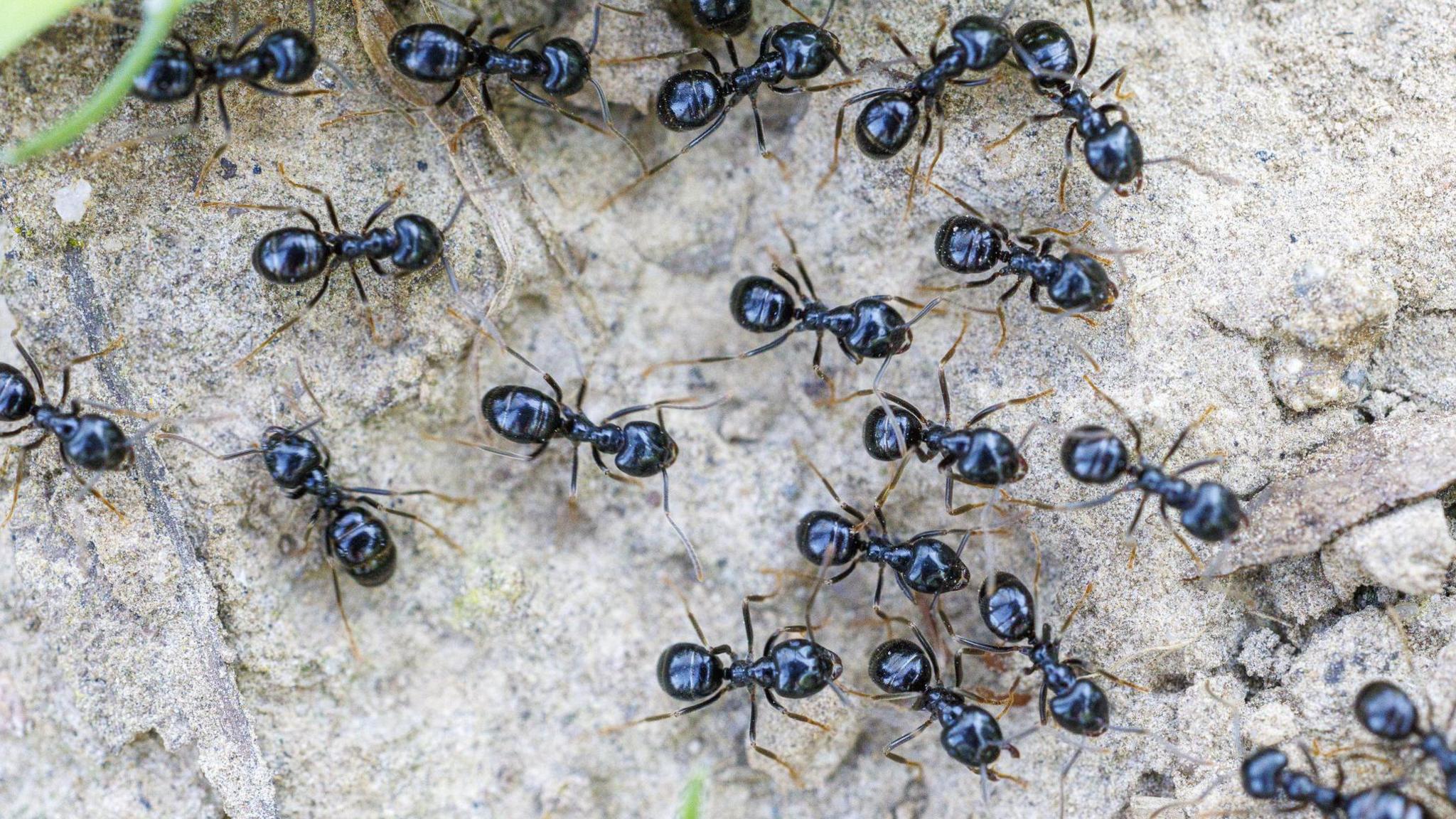 Ants in Michelin‑Starred Cuisine: A Clash of Tradition and Regulation