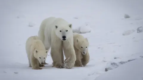 A Rare Instance of Compassion in the Wild: Polar Bear Mother Adopts an Orphaned Cub