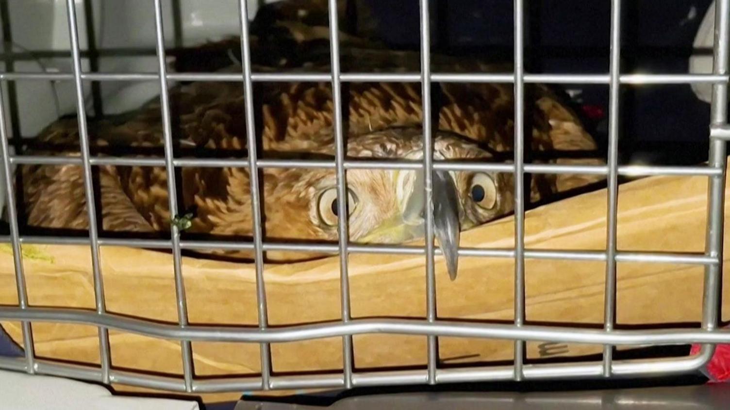 Serbian Eagle Feliks Returns to the Wild After a Harrowing Journey