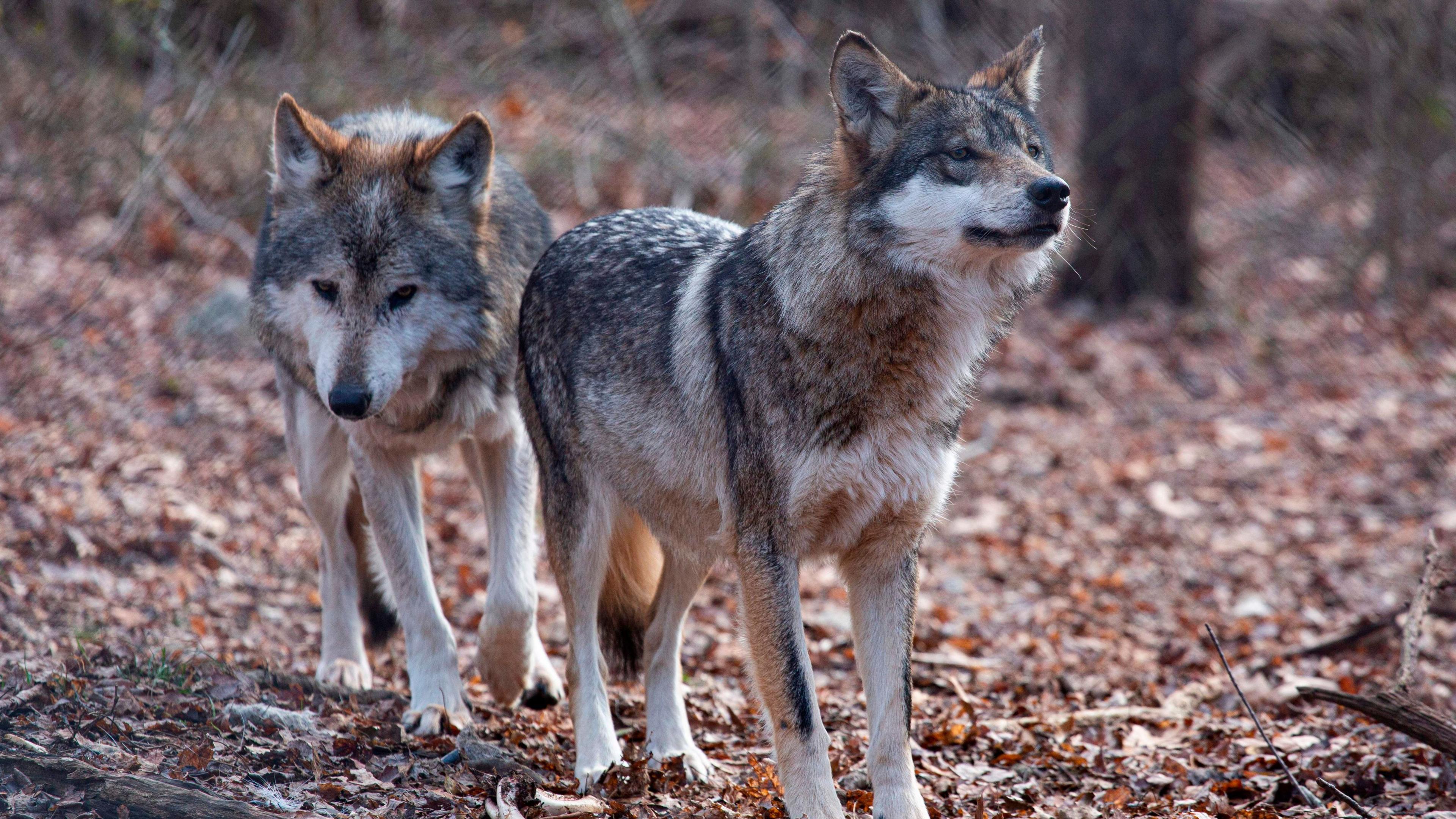 Rural Policies and Indigenous Bonds: When Trump’s Order Unveils the Gray Wolf’s Future