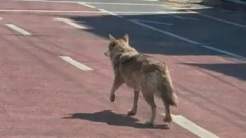 Man Arrested in South Korea for Distracting Authorities with AI Wolf Photo