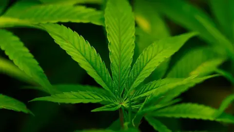 Reclassification of Cannabis Marks a Turning Point in US Drug Policy
