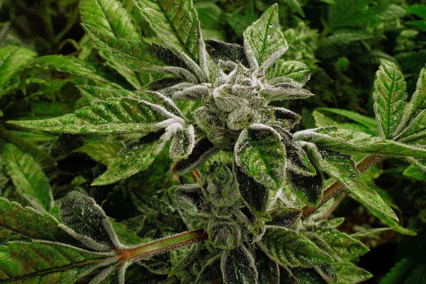 A Shift in Cannabis Classification: New Opportunities for Indigenous Remedies and Treatments