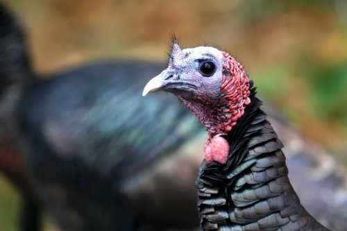 Reviving Turkey Populations: A Conservation Success Story