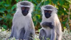 Vervet Monkeys Escape in St. Louis: Community on Alert
