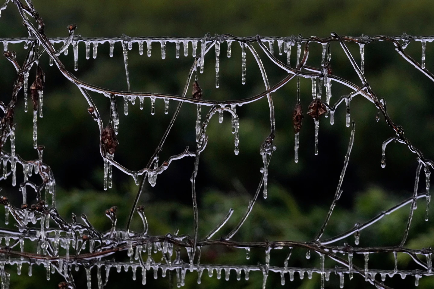 Unprecedented Cold Snap Hits Southern U.S. with Snow Forecast